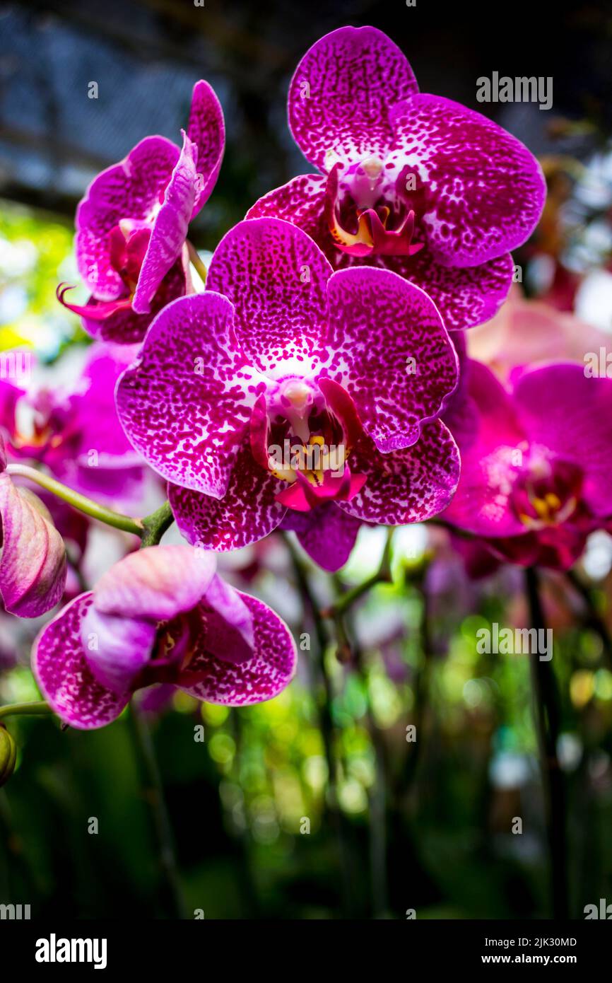 Exotic Flowers Of The Orchid Moon (Phalaenopsis Amabilis) Bloom. Also ...