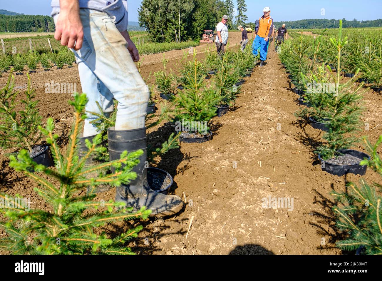 In september, the Nordmann pine of the Green Cap company are transfered from the huge green house were the grew by tractor to the pine plantation wher Stock Photo