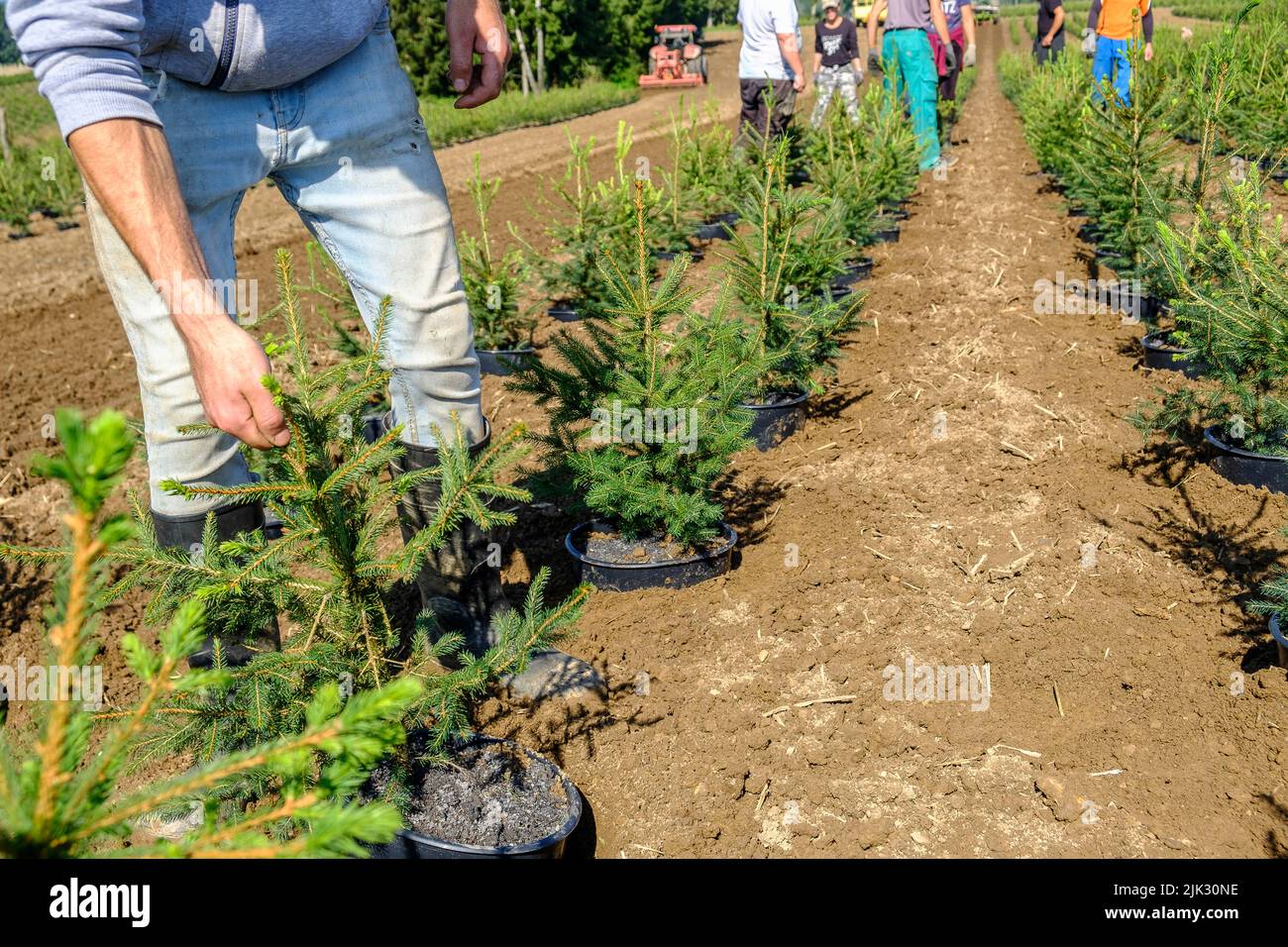 In september, the Nordmann pine of the Green Cap company are transfered from the huge green house were the grew by tractor to the pine plantation wher Stock Photo