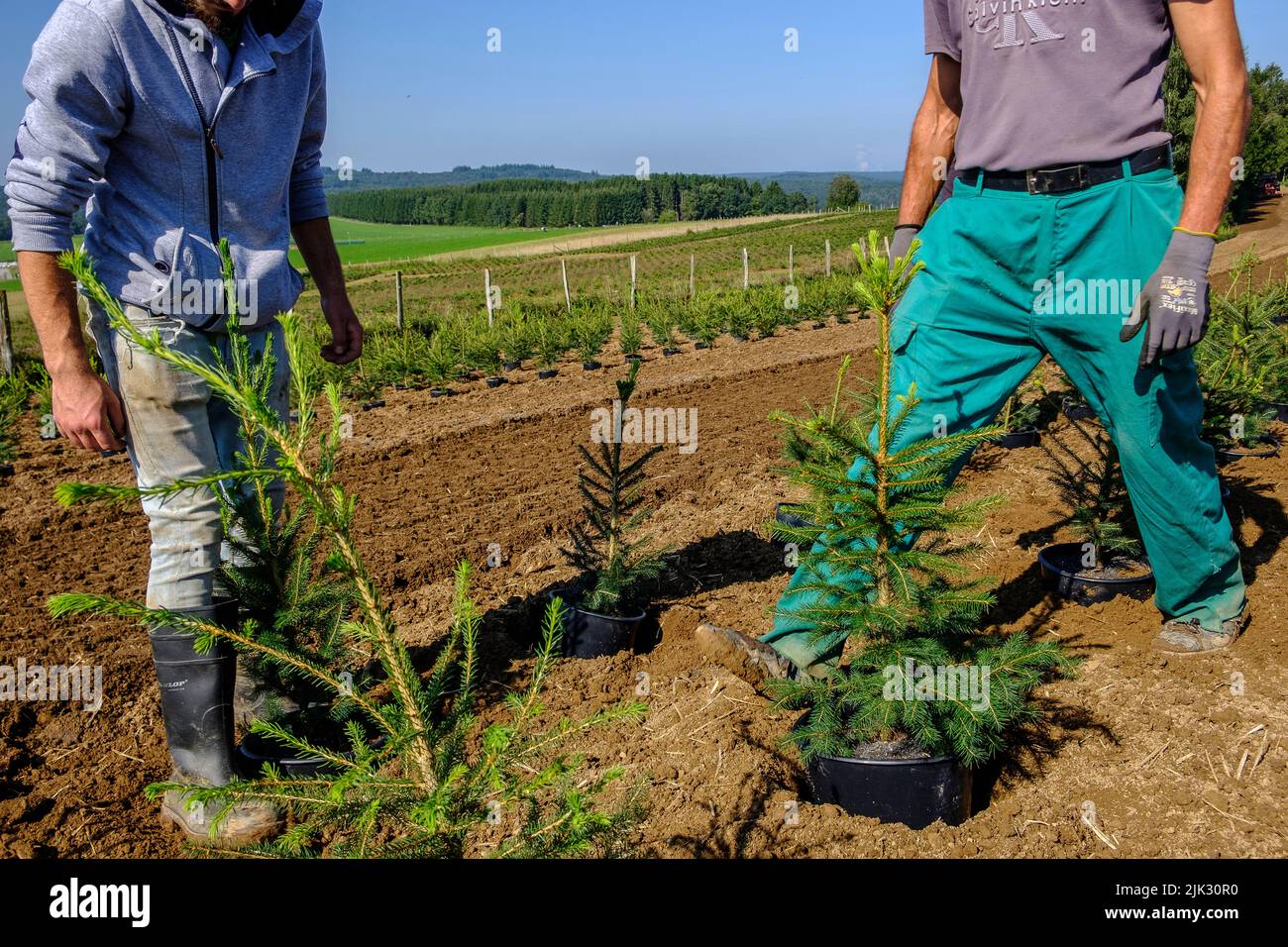 In september, the Nordmann pine of the Green Cap company are transfered from the huge green house were the grew by tractor to the pine plantation wher Stock Photo