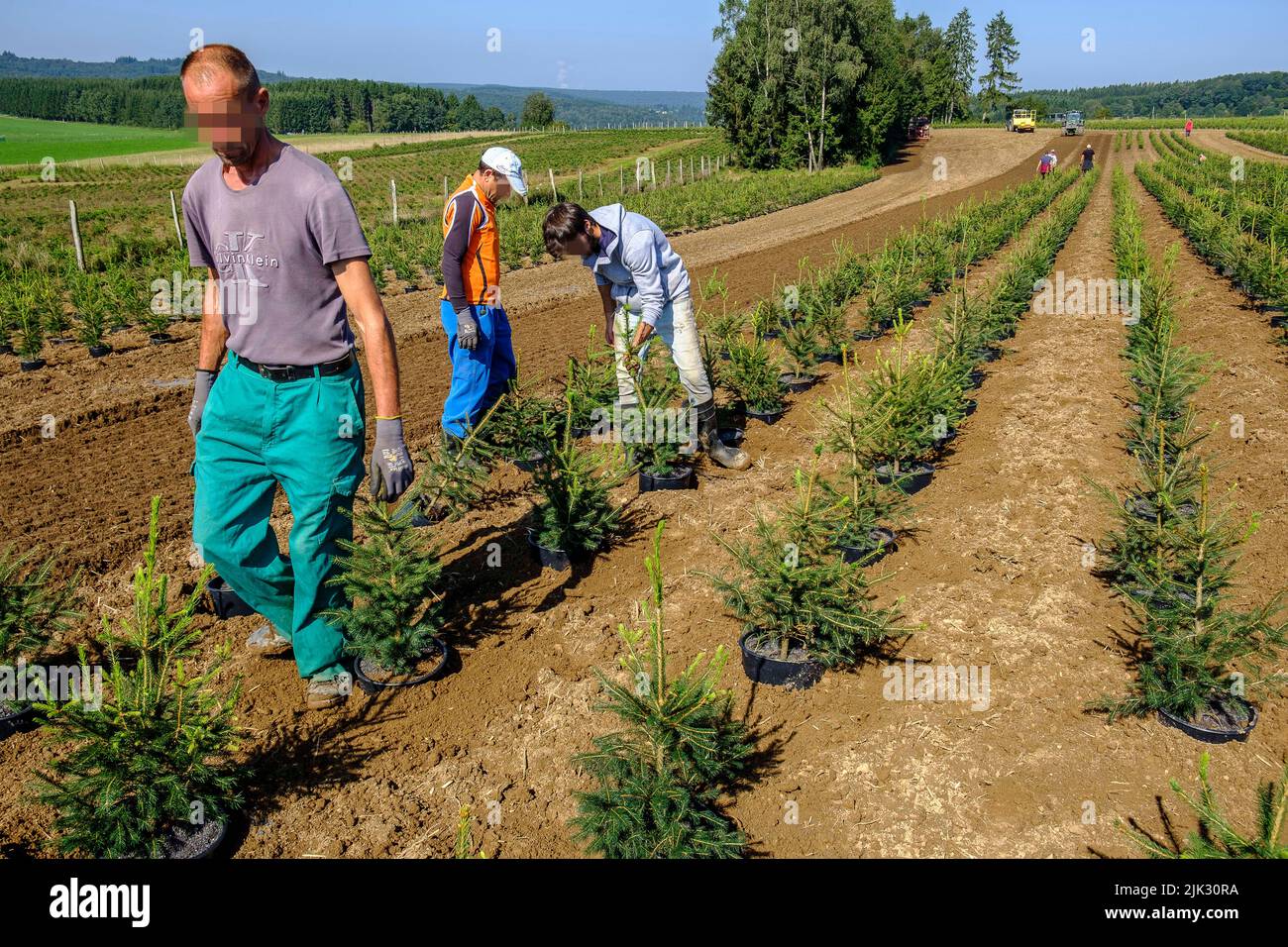 In september, the Nordmann pine of the Green Cap company are transfered from the huge green house were the grew by tractor to the pine plantation wher Stock Photo
