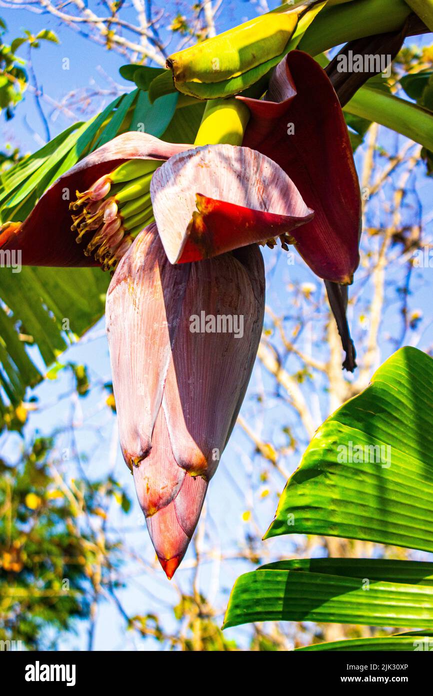 banana blossom or jantung pisang or Musa Paradisiaca on tree Stock Photo