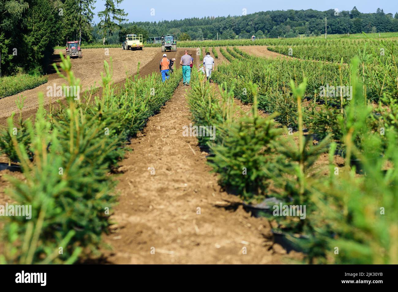 In september, the Nordmann pine of the Green Cap company are transfered from the huge green house were the grew by tractor to the pine plantation wher Stock Photo