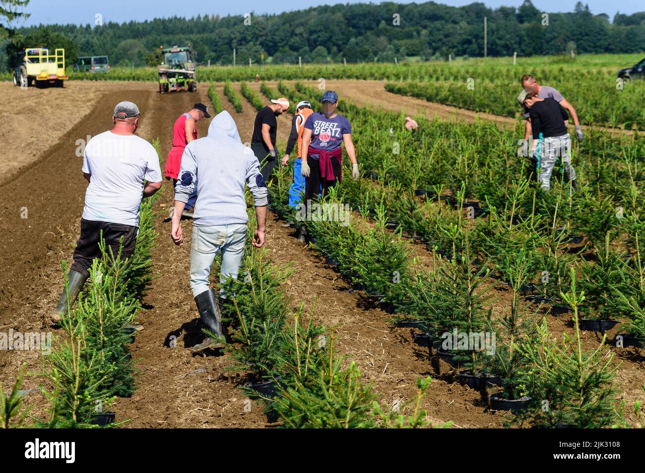 In september, the Nordmann pine of the Green Cap company are transfered from the huge green house were the grew by tractor to the pine plantation wher Stock Photo