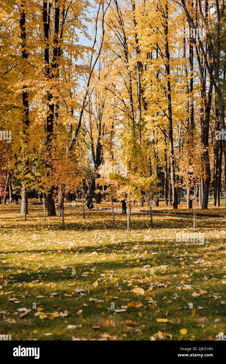 Trees with yellow leaves in the park. Autumn mood Stock Photo - Alamy