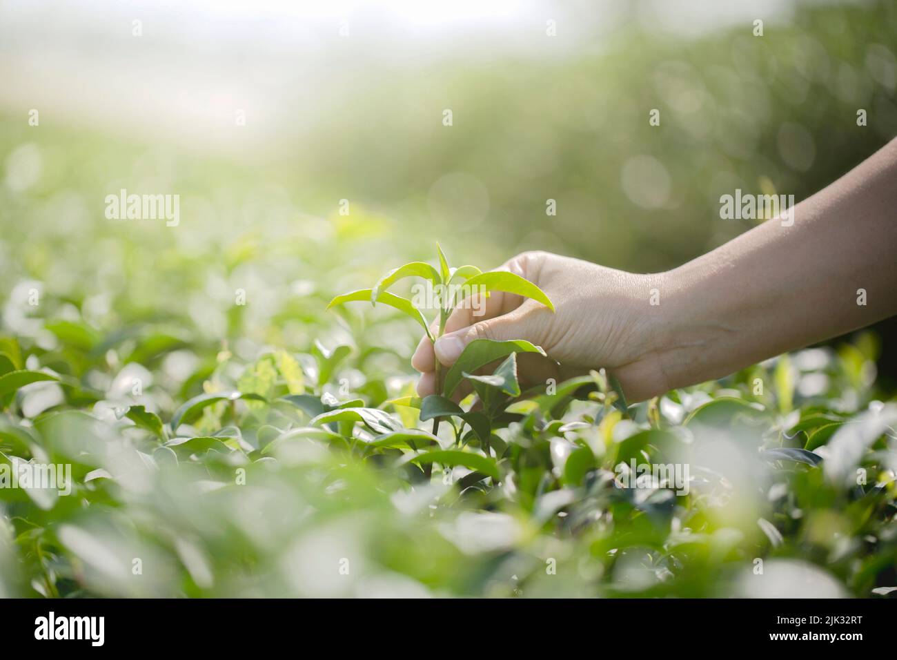 Closeup hand with picking fresh tea leaves in natural organic green tea
