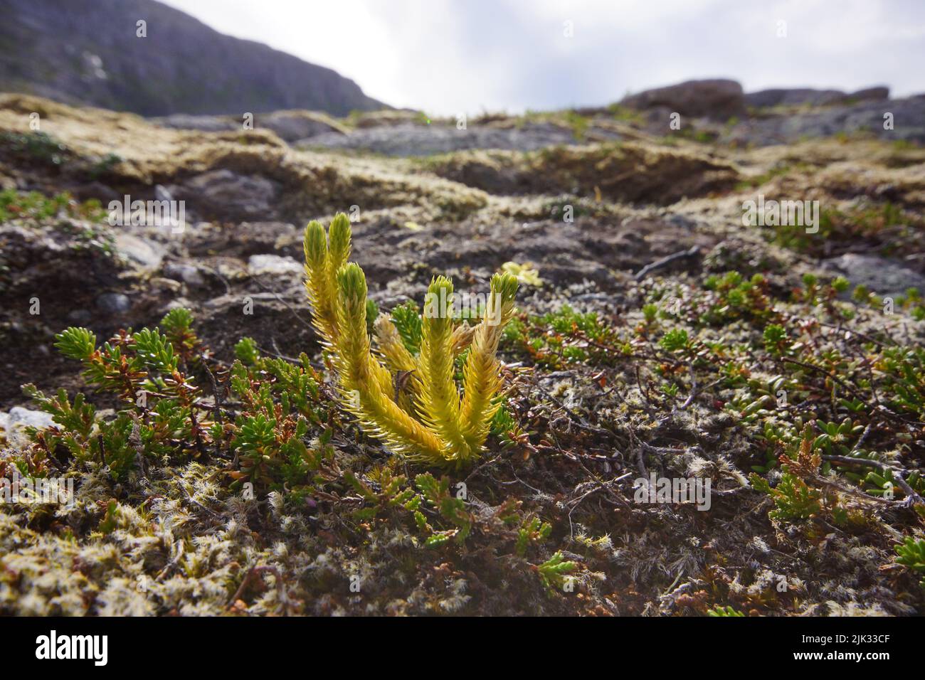 Northern firmoss (Huperzia selago) on a rock, Northern Norway Stock Photo