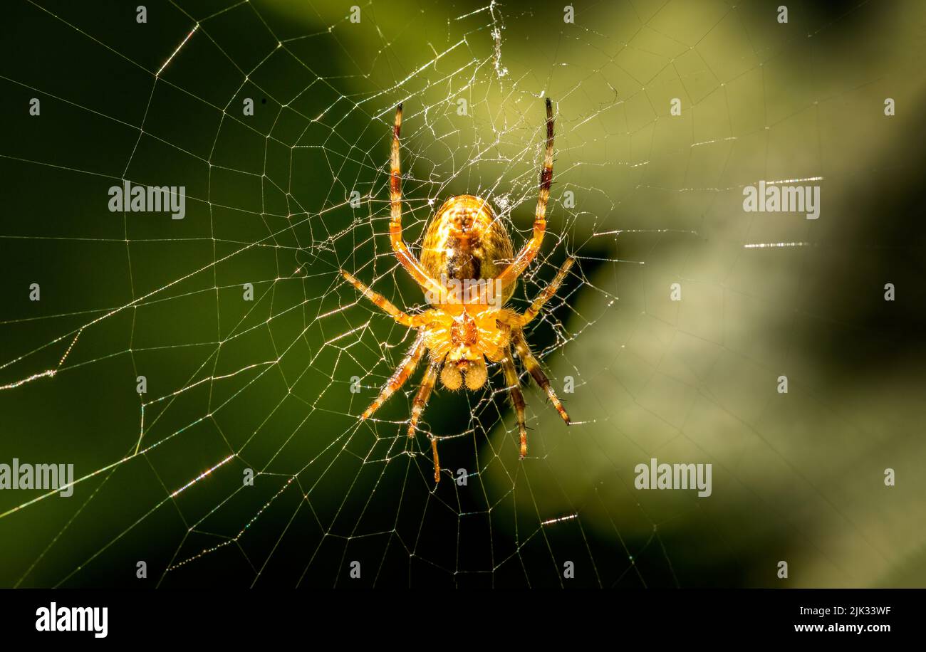 European garden spider waiting in its spider web for prey Stock Photo ...