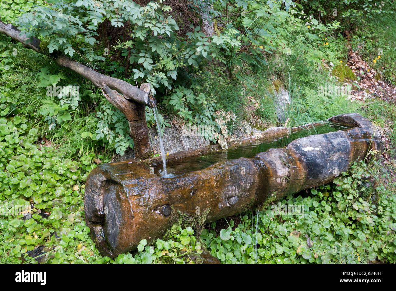 Cattle drinking trough filled with cool, flowing water, carved from a tree trunk Stock Photo