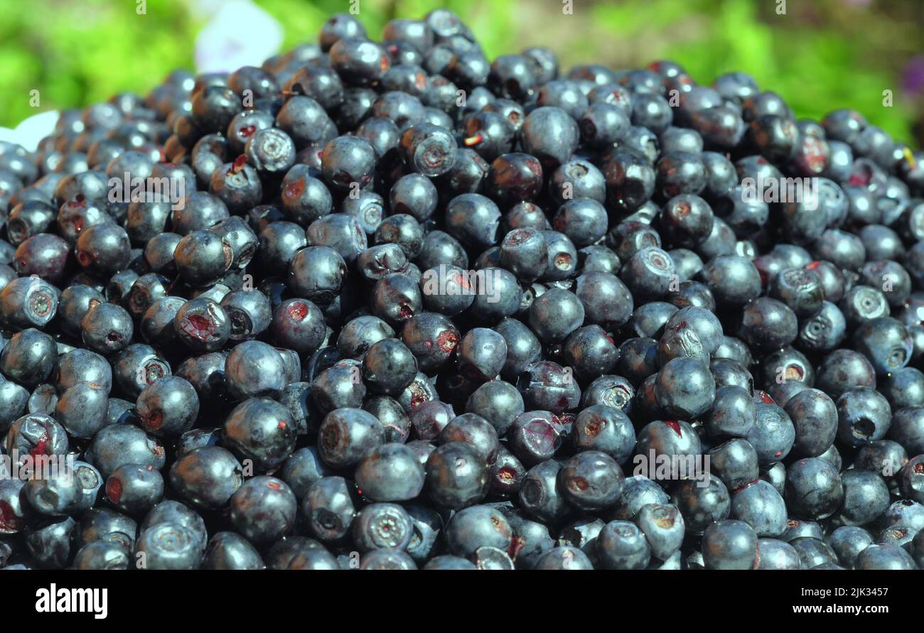 A closeup of accinium myrtillus, European blueberry, or bilberry as a part of healthy eating