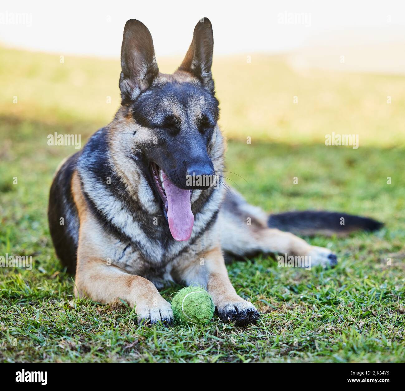 I need to catch my breath for a bit. Full length shot of an adorable German Shepherd lying on the grass outside during a day at home. Stock Photo