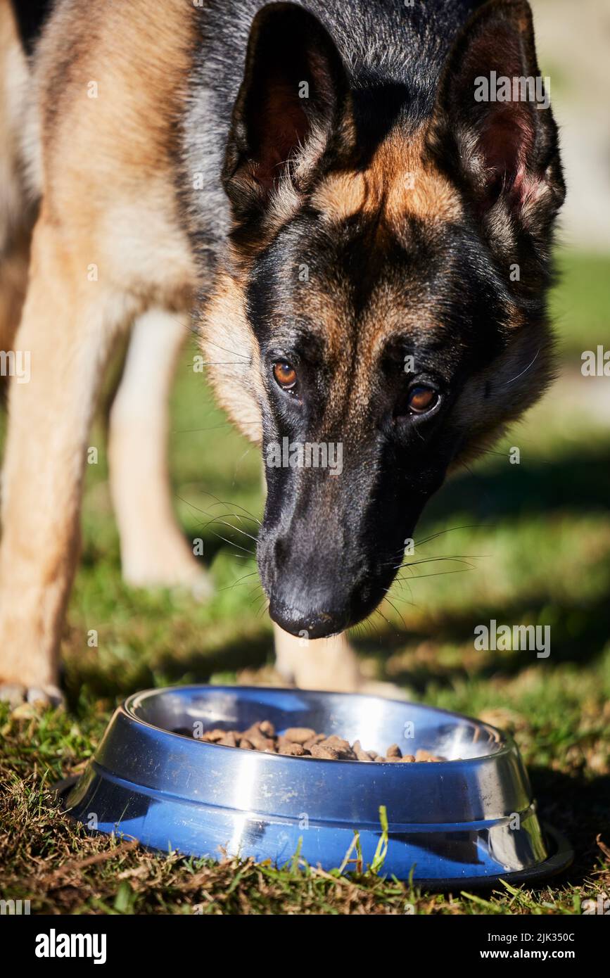 Eating right to stay healthy. an adorable German Shepherd standing and eating its food from its bowl outside. Stock Photo