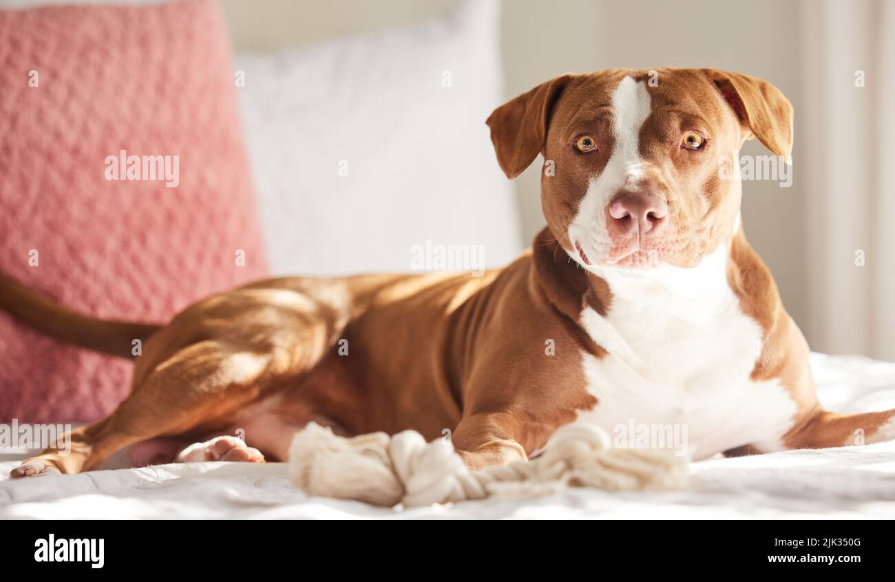 Must be ready to protect. Portrait of an adorably sweet dog relaxing on a bed at home. Stock Photo