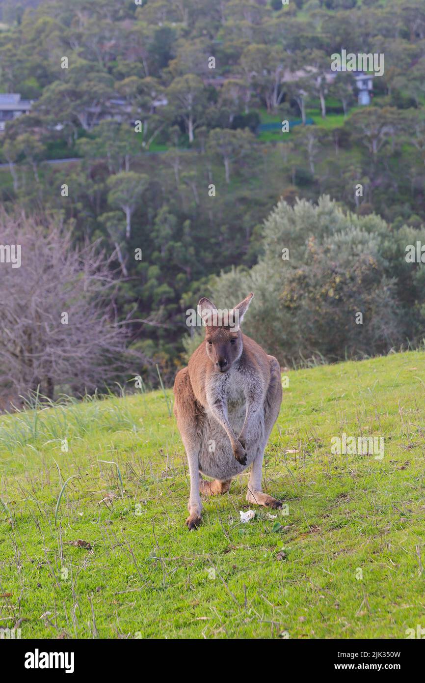 A kangaroo munching on a mushroom in the Cleland National Park in South Australia Stock Photo