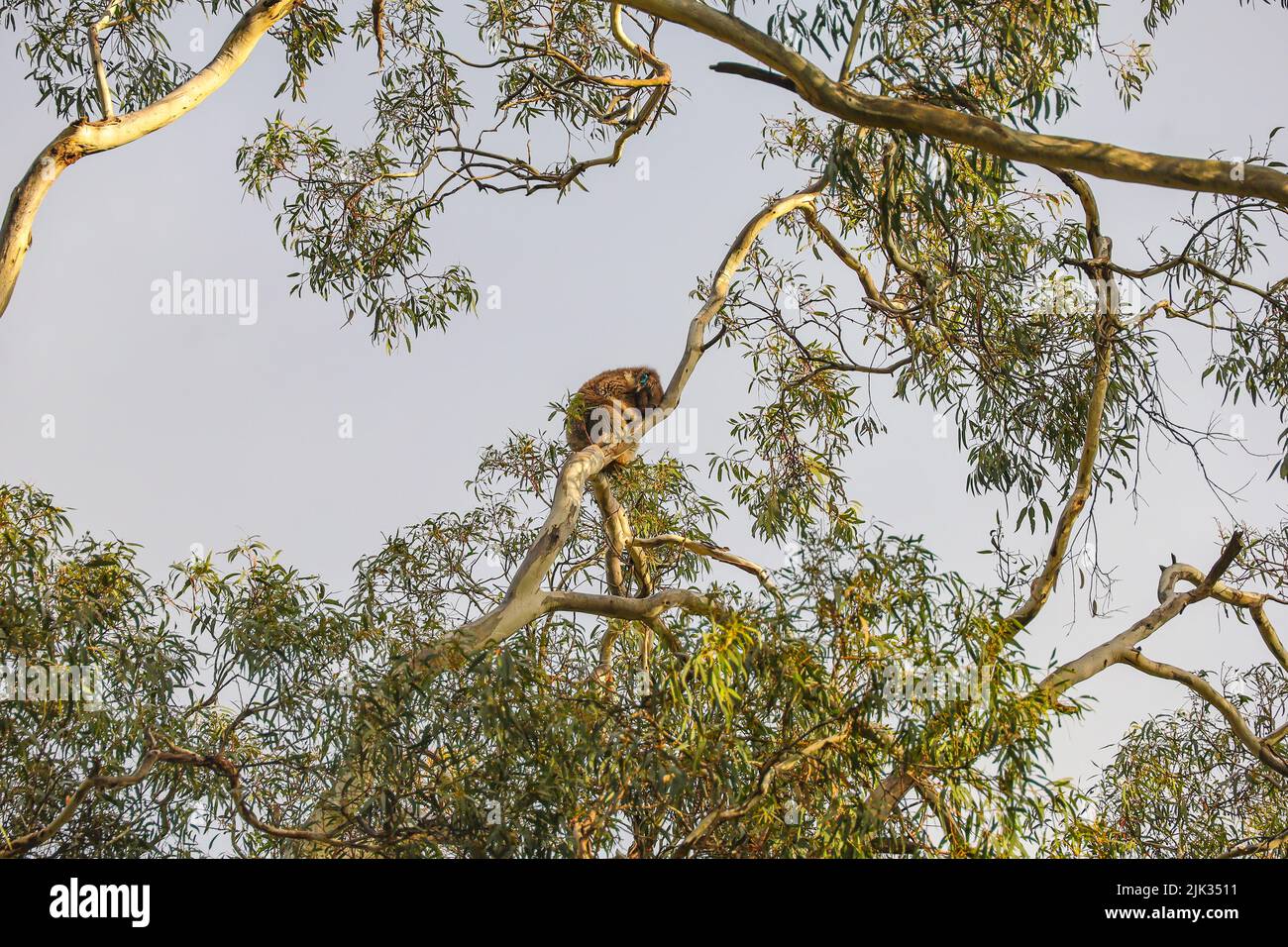 A tagged koala snoozing high on top of a tree in the Cleland National Park Stock Photo
