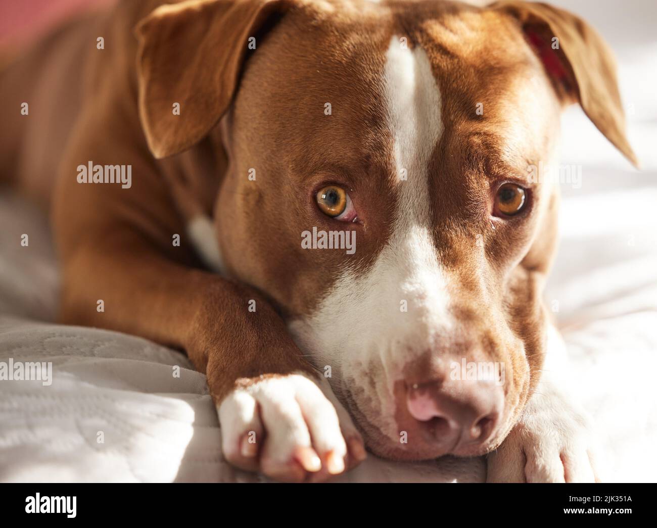 Hey, where are we going. Portrait of an adorably sweet dog relaxing on a bed at home. Stock Photo