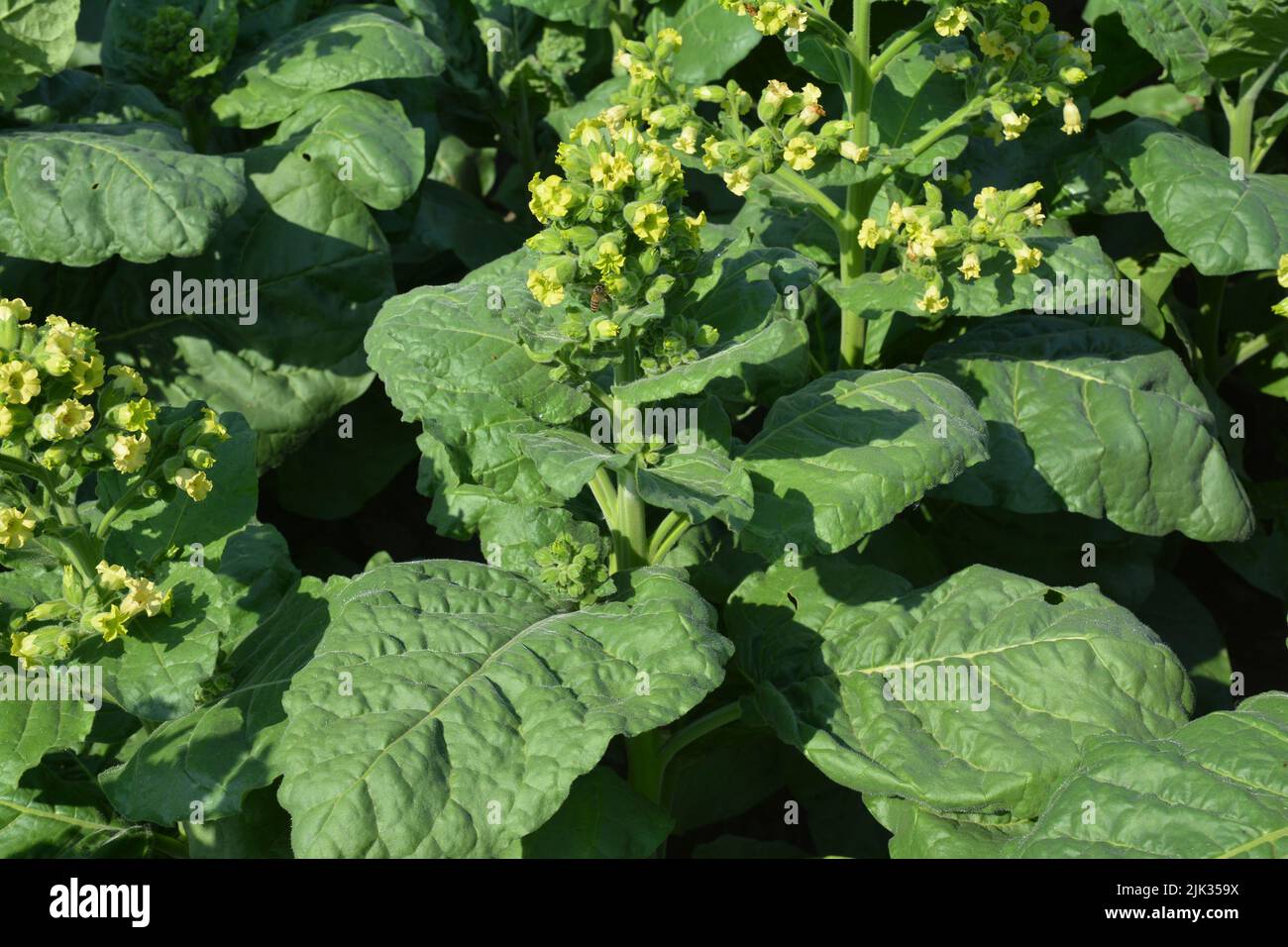 Growing tobacco. A close-up on a tobacco plant, Nicotiana rustica, Aztec tobacco or strong tobacco blooming with yellow tiny flowers. Stock Photo