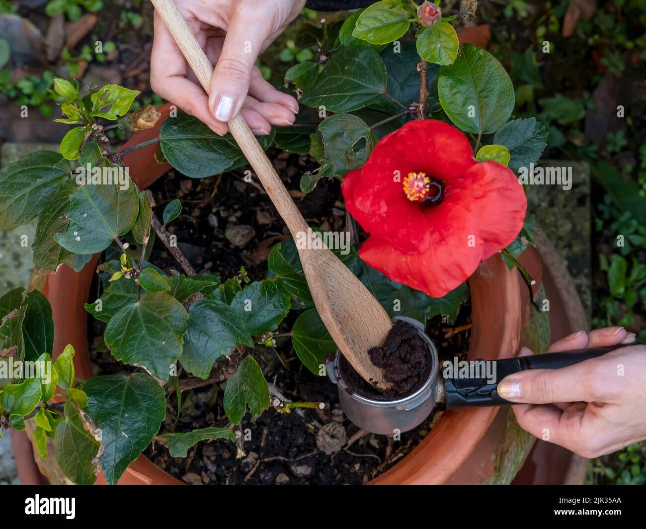 Closeup view of a woman's hands recycling coffee grounds to fertilize