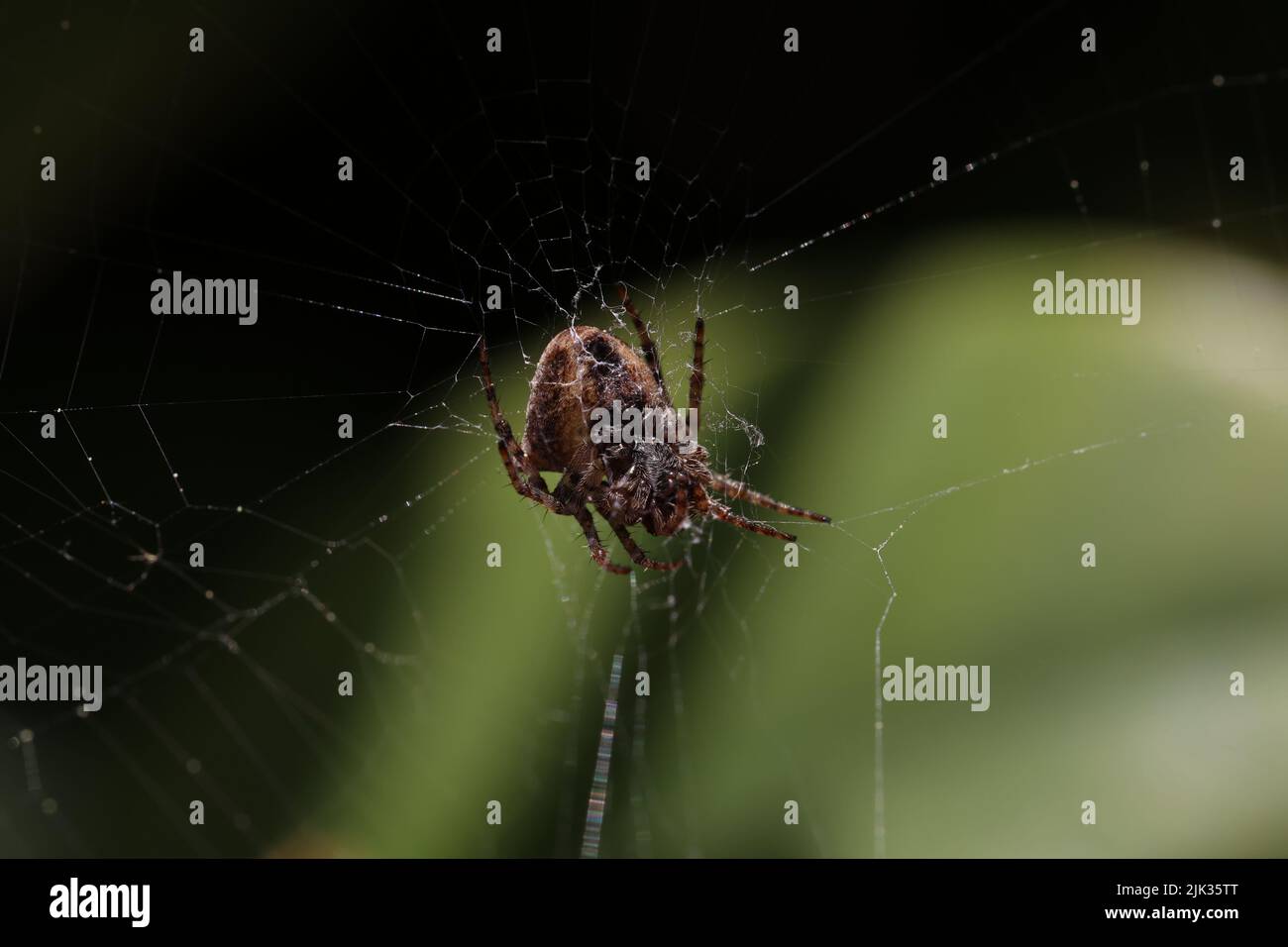 Weave Insect The spider weaves a web and hunts for insects Stock Photo - Alamy
