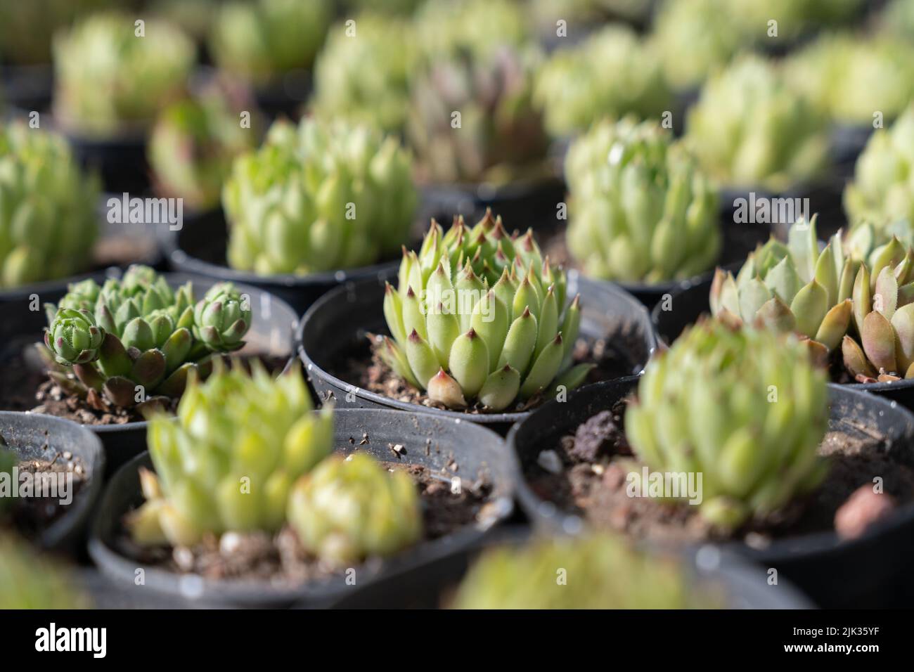 Closeup of many succulents for sale standing at the garden nursery. Small business, garden nursery Stock Photo