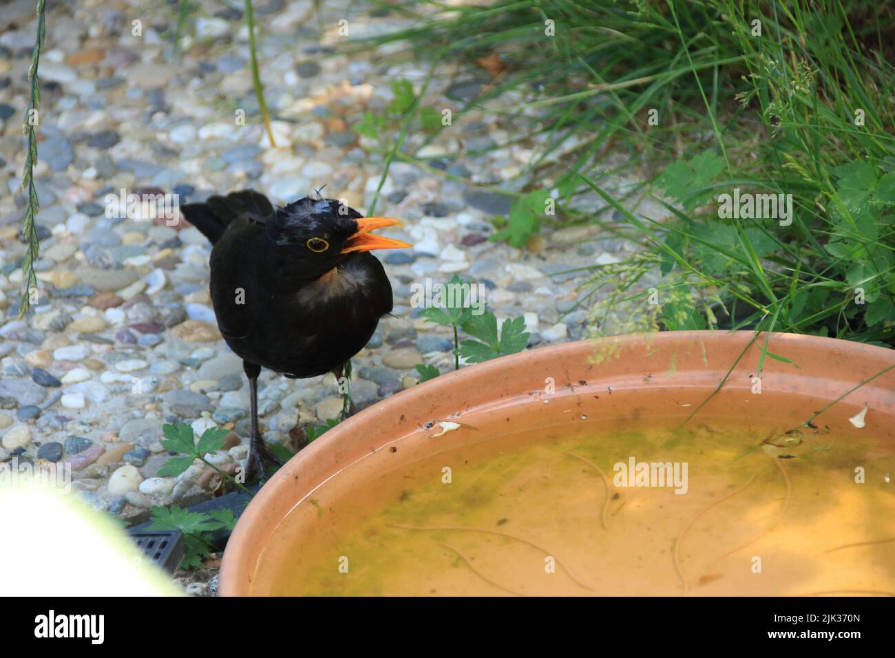 Amsel sits in a plastic bowl and drinks water Stock Photo