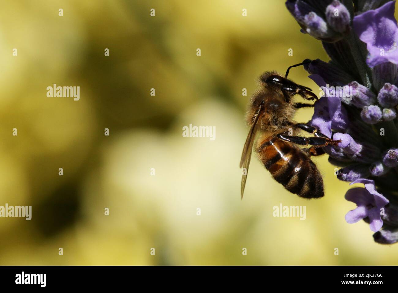 Honey Bee (Apis mellifera) Stock Photo