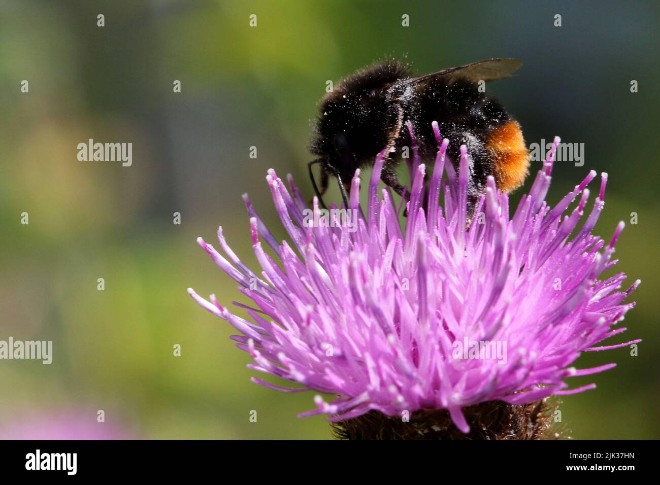 Red-tailed Bumblebee (Bombus lapidarius) Stock Photo