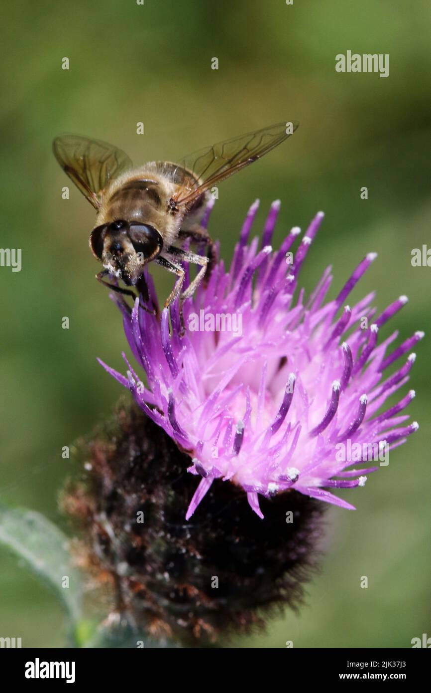 Honey Bee (Apis mellifera) Stock Photo