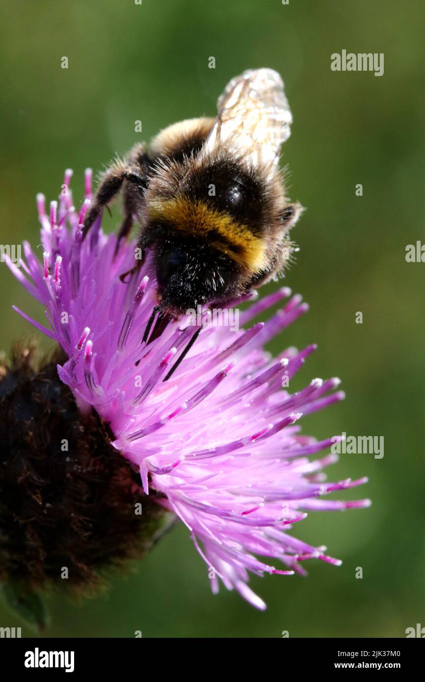 White-tailed bumblebee (Bombus lucorum) Stock Photo