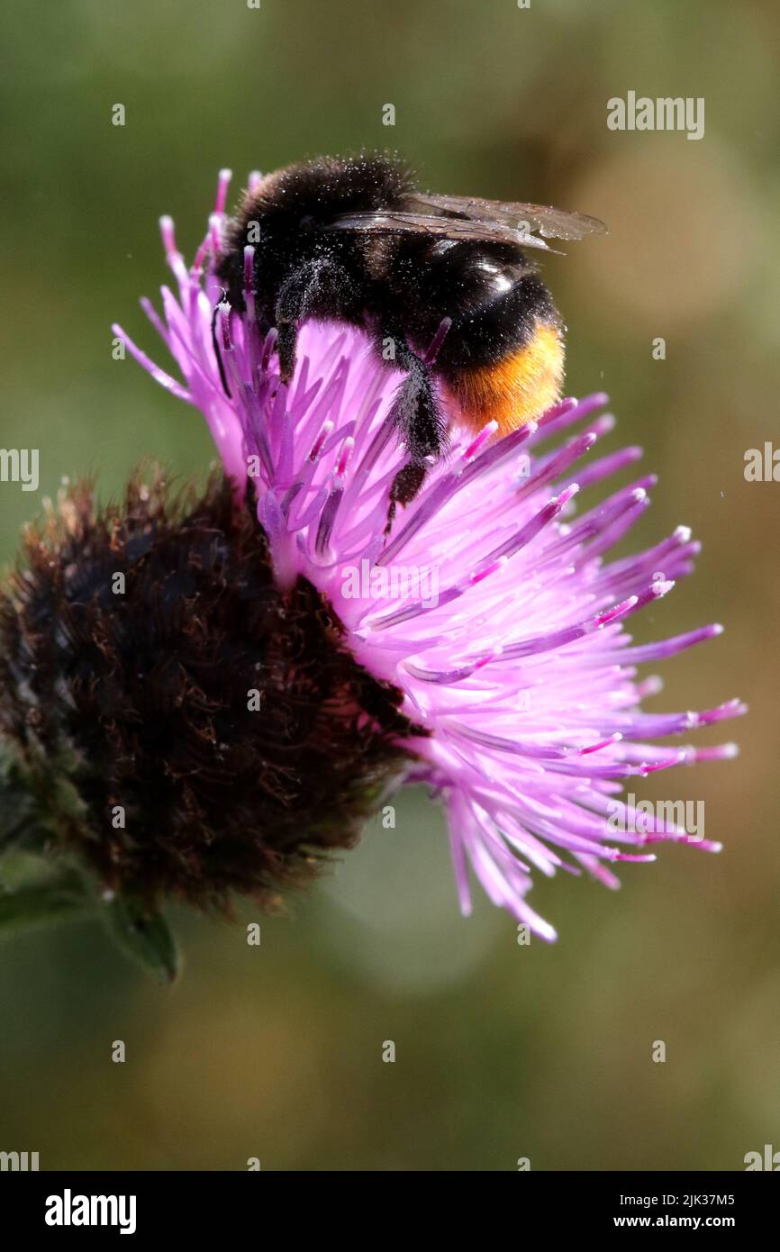 Red-tailed Bumblebee (Bombus lapidarius) Stock Photo