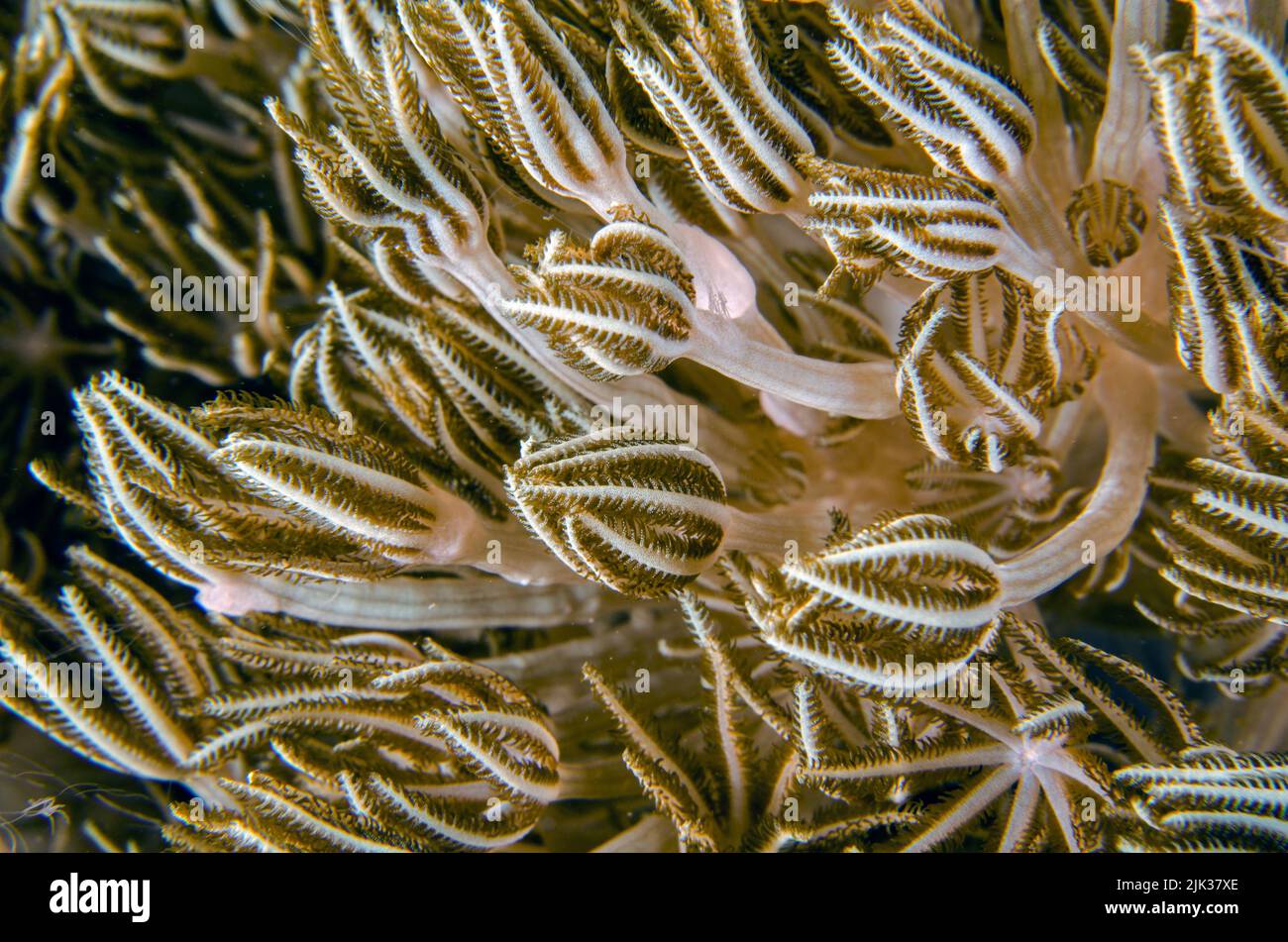 Flower soft coral, Xenia sp., Xeniidae, Anilao, Batangas, Philippines, Indo-pacific Ocean, Asia Stock Photo