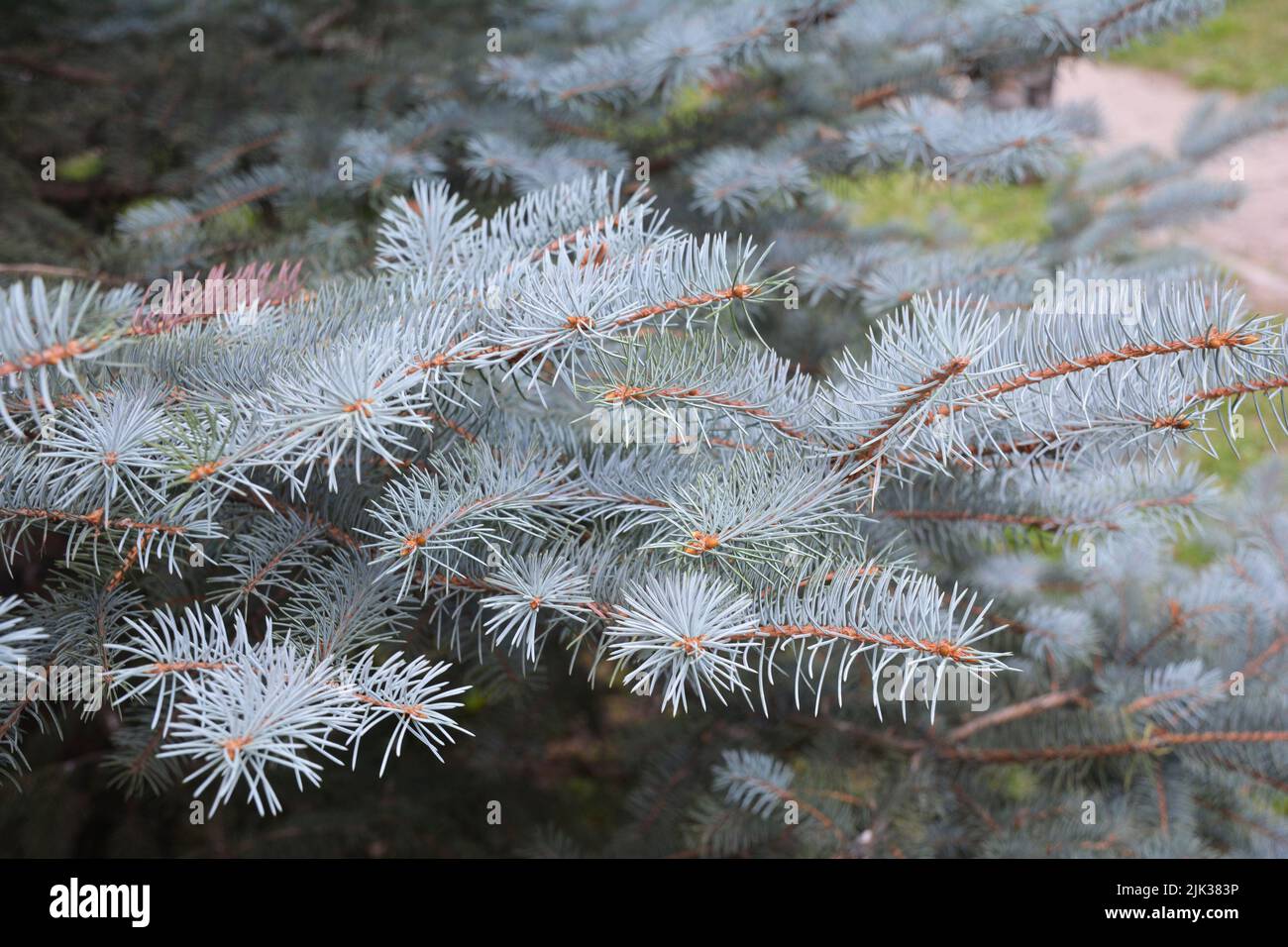 Colorado blue spruce texture. Branches of a blue spruce tree with