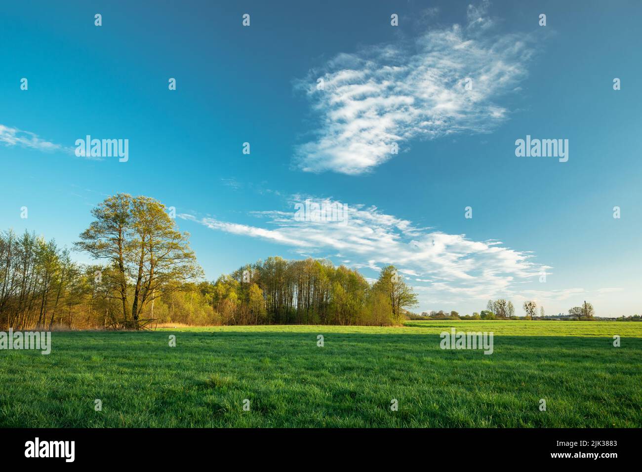 A copse behind a meadow and white clouds on a blue sky Stock Photo