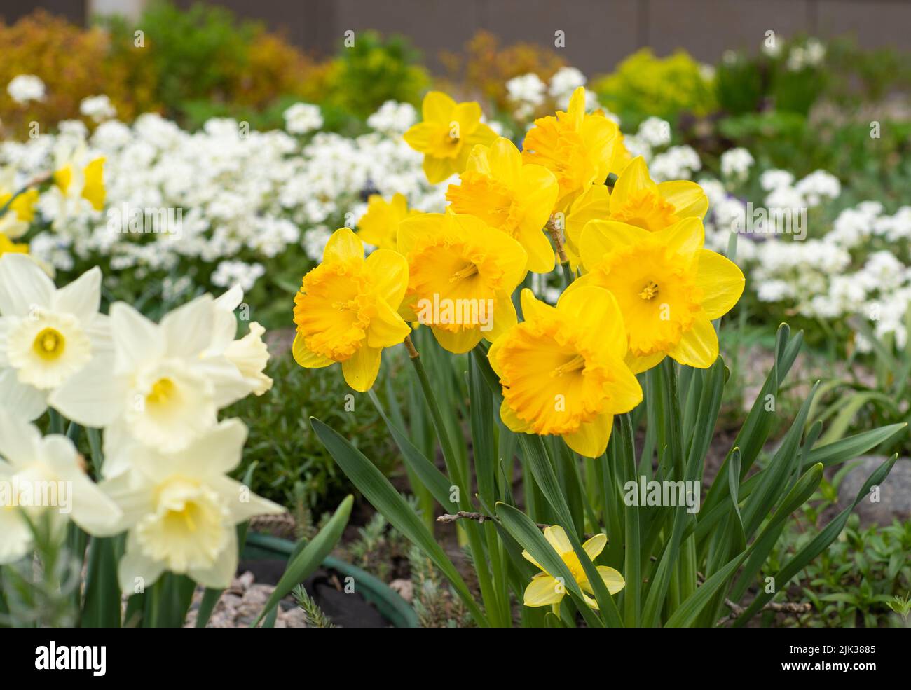 Yellow flowers daffodils in a flower bed. Spring flower Narcissus. Beautiful bush in the garden