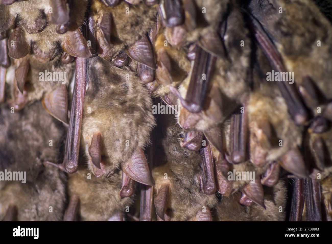 Close up group of strange animals Greater mouseeared bats Myotis myotis hanging upside down in