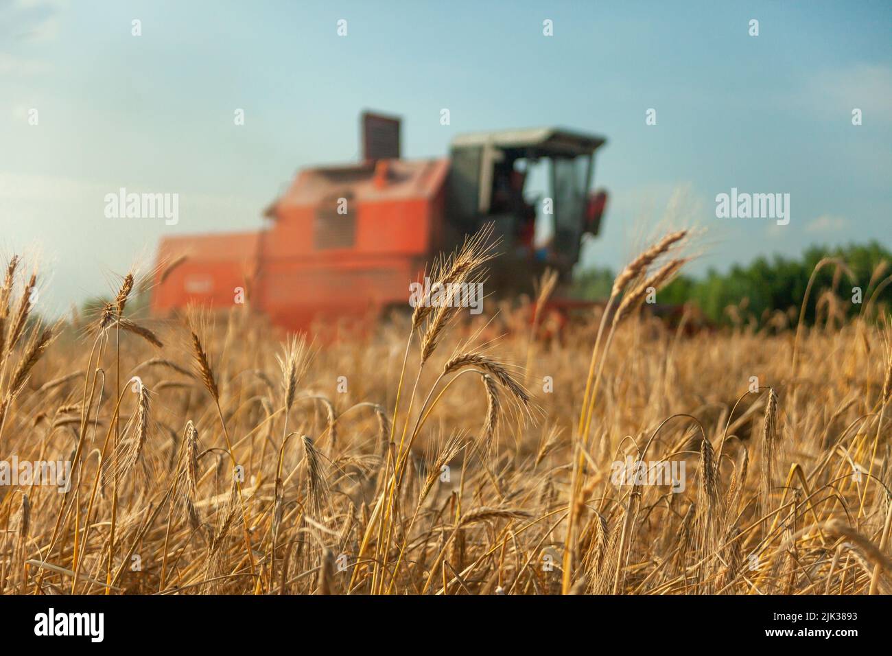 Field with grain and combine harvester in the background Stock Photo