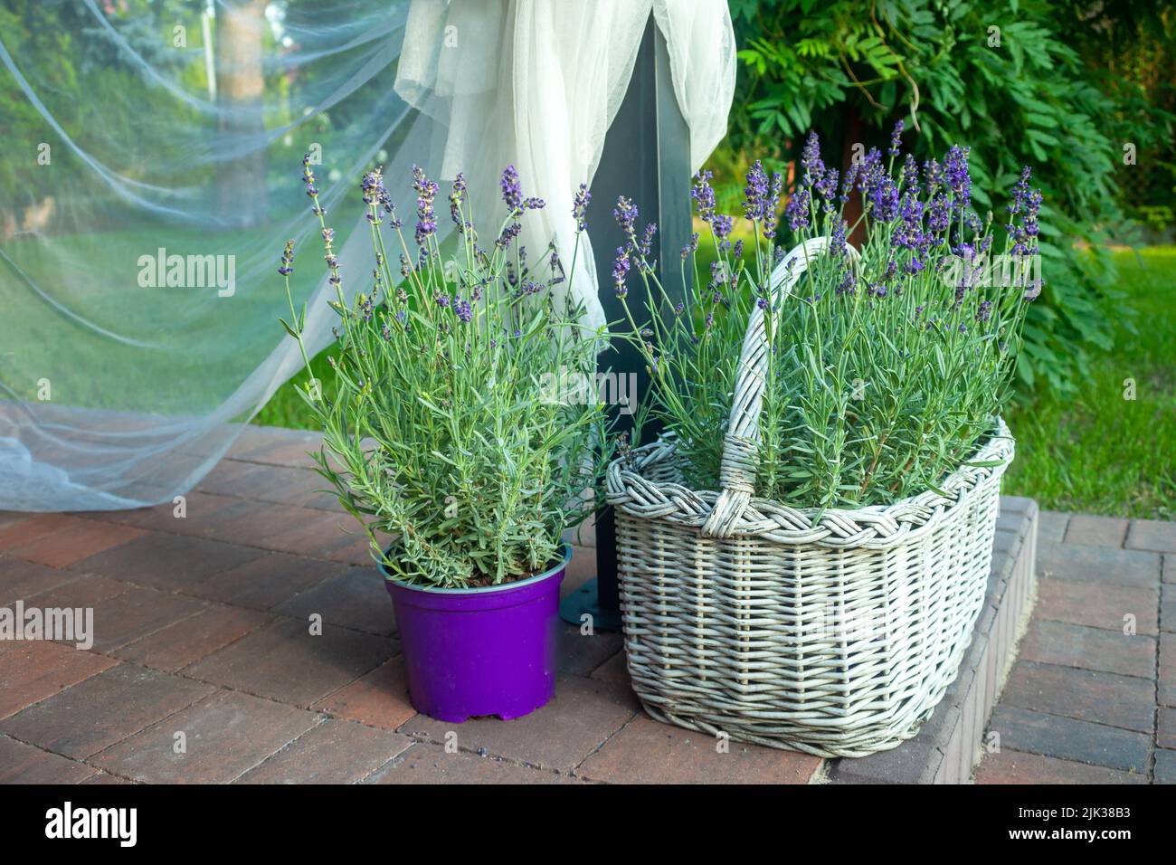 Lavender in a pot and decorative basket in the garden Stock Photo