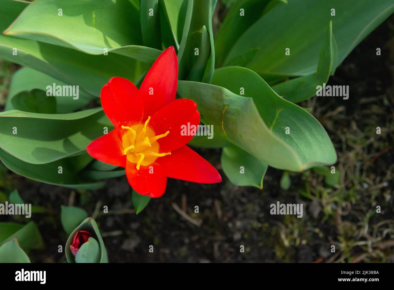 Red tulip with open petals, top view of the flower Stock Photo