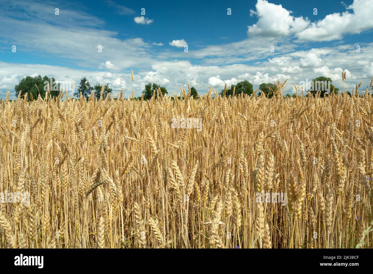 Golden wheat field and white clouds in the sky Stock Photo