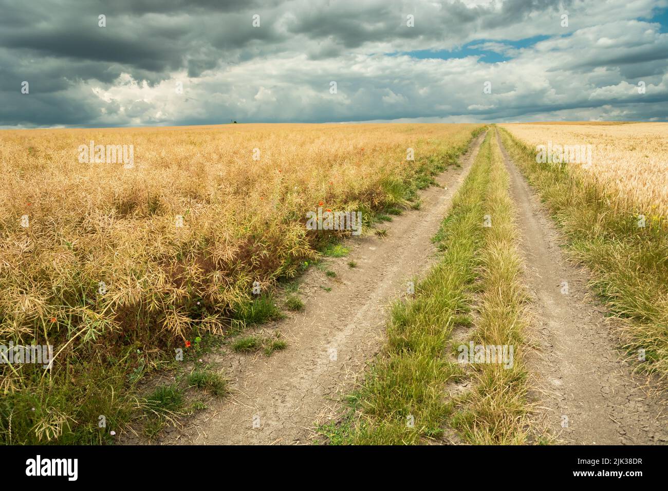 Dirt road through the grain fields and clouds in the sky Stock Photo