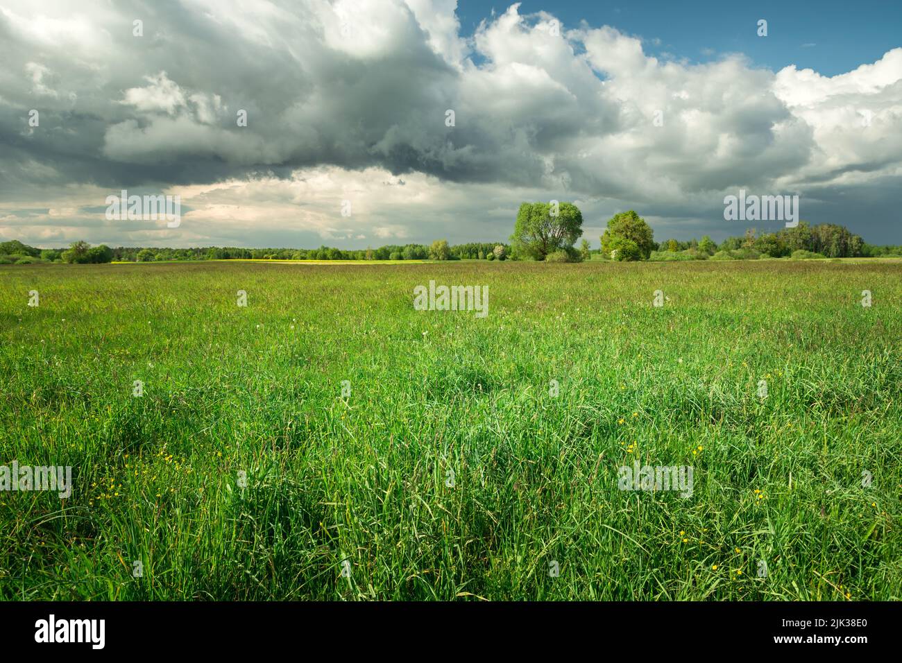 A large green meadow and fantastic clouds on a blue sky Stock Photo