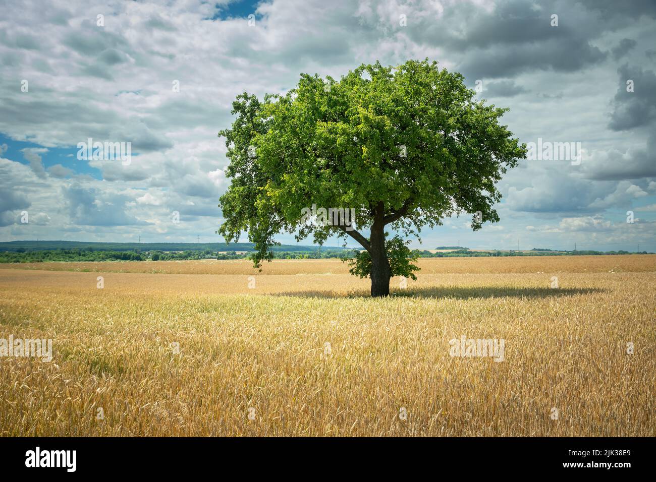 Green tree growing in a grain field and clouds in the sky Stock Photo