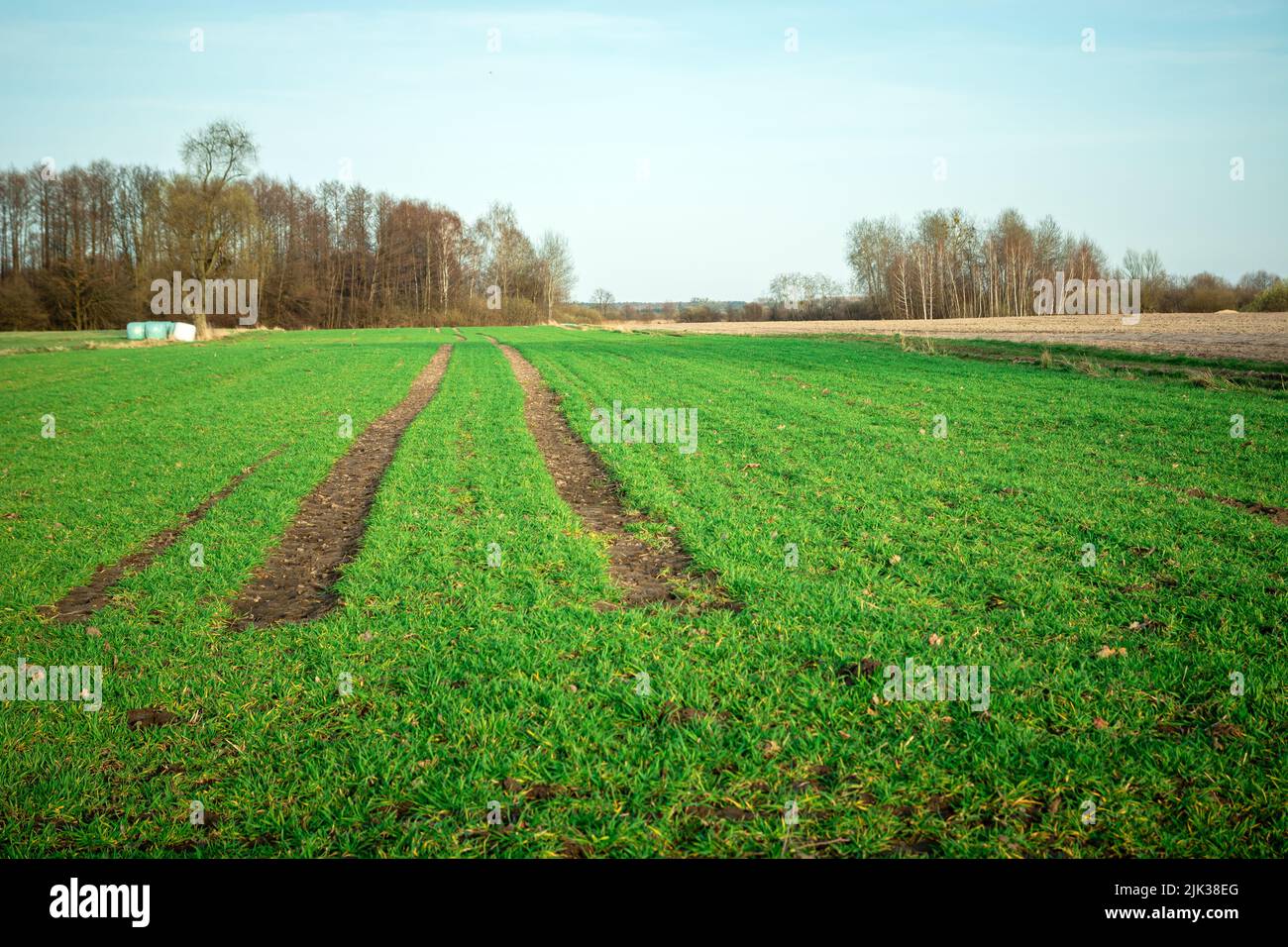 Technological path in the field of young plants Stock Photo