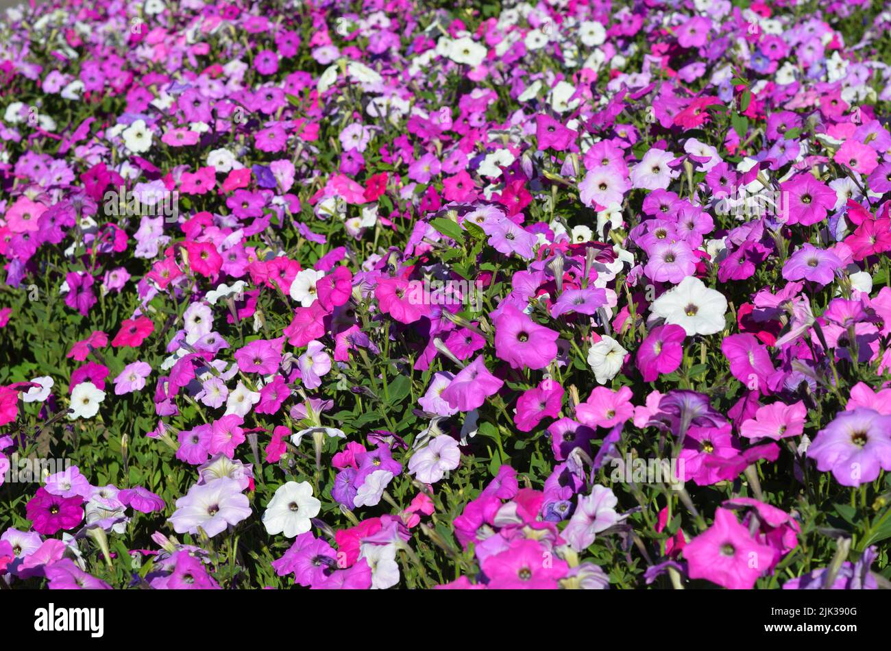 A pink, white and purple common garden petunia background. Blooming multiflora petunias in the flowerbed with pink flowers covering the ground. Stock Photo