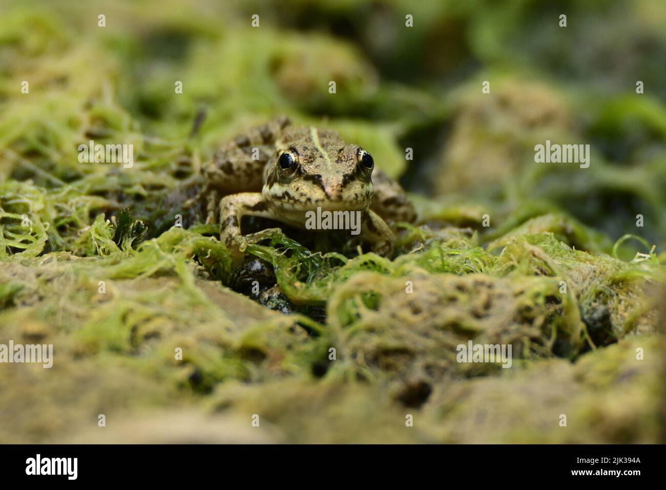 European green frog (Pelophylax esculentus) in Provence, in the south of France Stock Photo