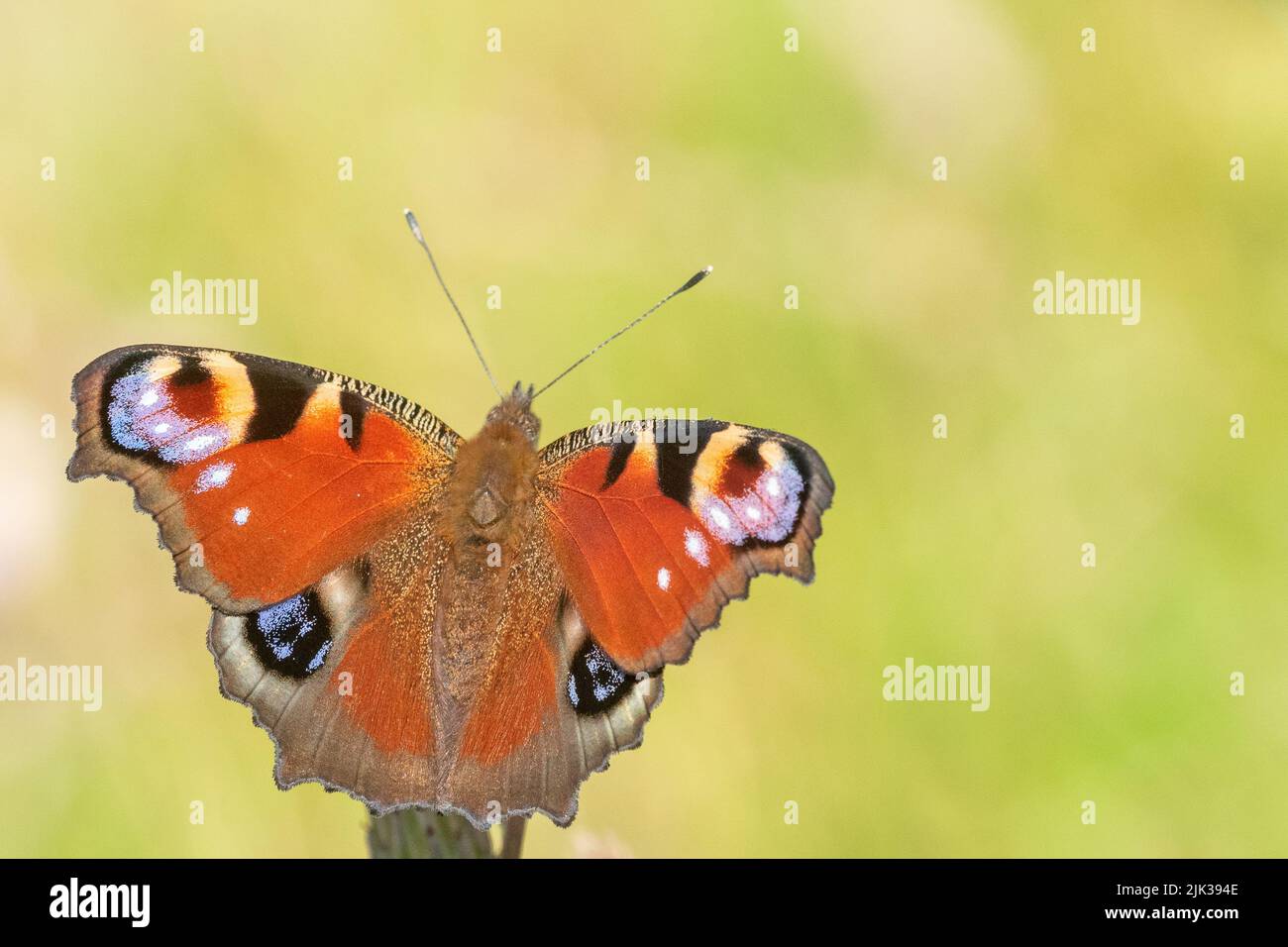 Peacock butterfly on a green background Stock Photo - Alamy