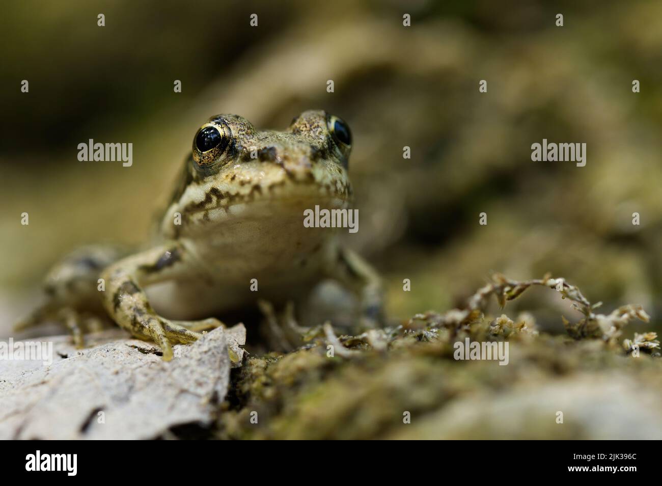 European green frog (Pelophylax esculentus) in Provence, in the south of France Stock Photo