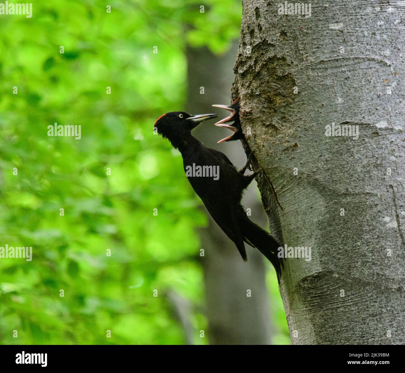 A female black woodpecker feeding its chicks at the nest , Bulgaria Stock Photo