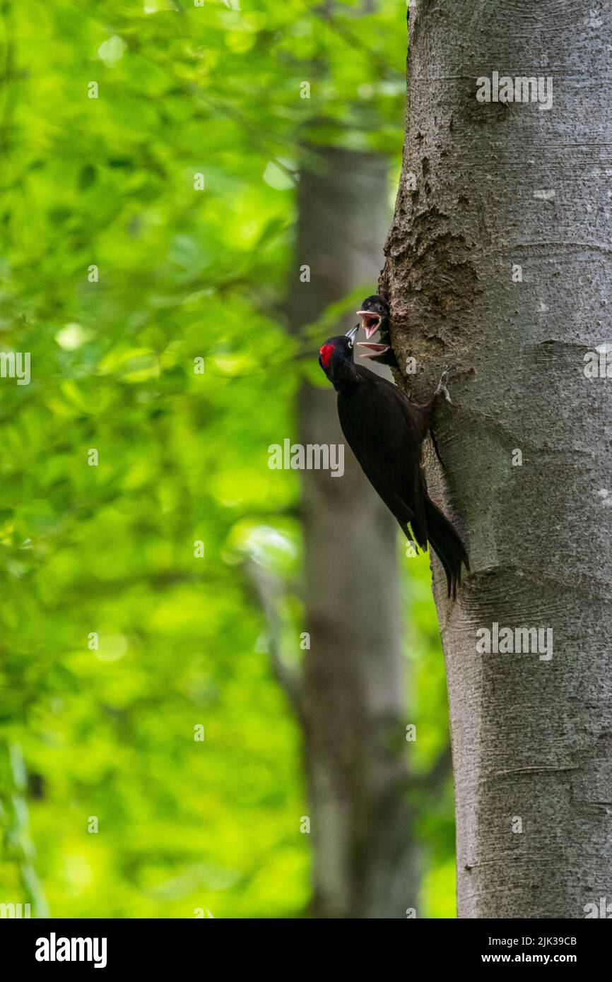 A female black woodpecker feeding its chicks at the nest , Bulgaria Stock Photo