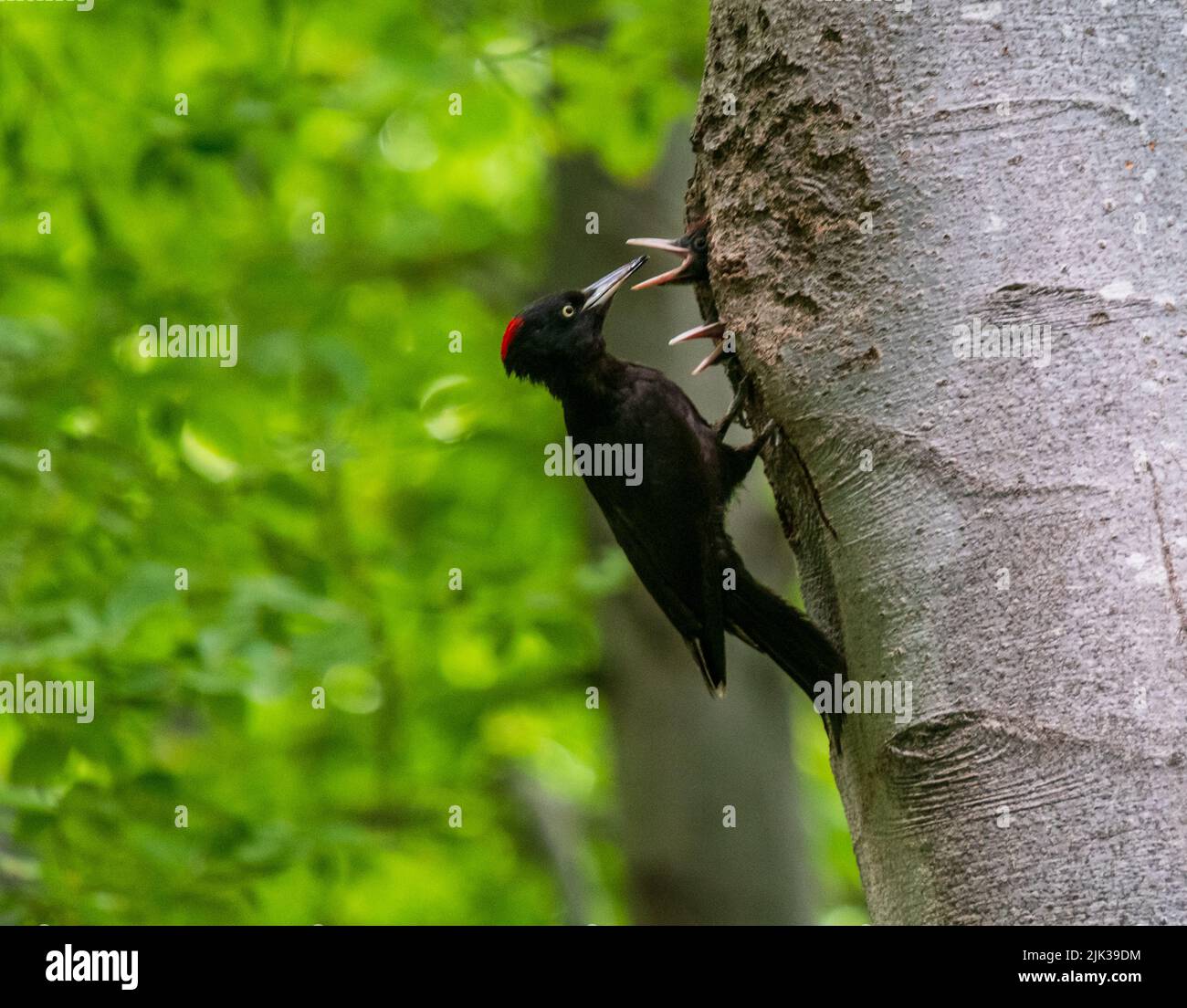 A female black woodpecker feeding its chicks at the nest , Bulgaria Stock Photo